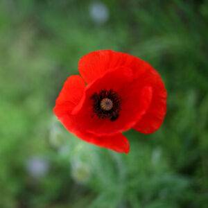 Foto fiore Papavero